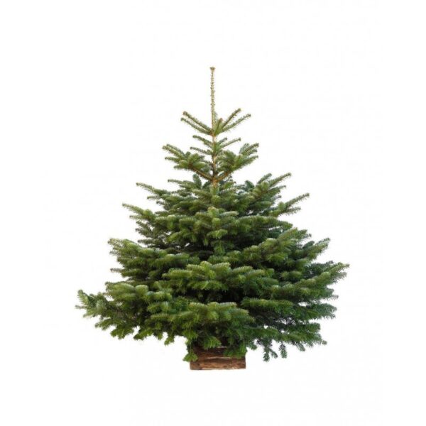 Nordmann 175 - 200 cm - Livraison sous 48h